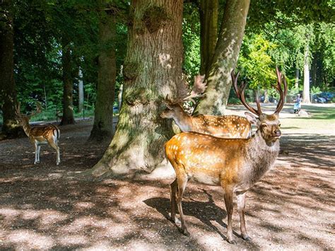 dyreparken aarhus|Oplev Marselisborg Dyrehave – Århus’ Smukke Dyrepark